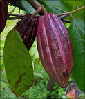 Ripe Cacao fruit