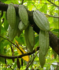 Green Cacao