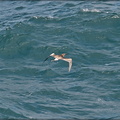 Wedged-Tail Shearwater