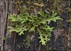 Tree Lungwort