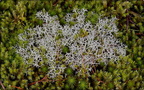 Beard Lichen on star moss