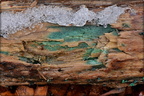 Green Stain Fungus