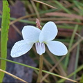White Bog Violet