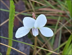 White Bog Violet