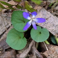 Southern Woodland Violet