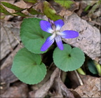 Southern Woodland Violet