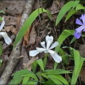 Crested Dwarf Iris - White Morph