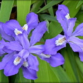 Crested Dwarf Iris