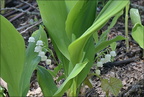 American Lily-of-the-Valley