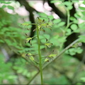 Puttyroot Orchid