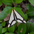 LeConte's Moth