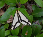 LeConte's Moth