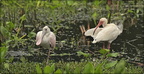 Roseate Spoonbill & White Ibis