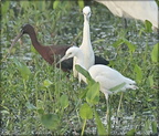 Glossy Ibis (with Great Egret chicks)