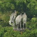 Wood Storks (juveniles)