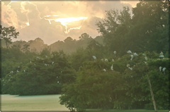Wood Stork rookery at dawn