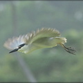 Black-crowned Night Heron (in flight)