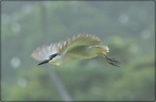 Black-crowned Night Heron (in flight)