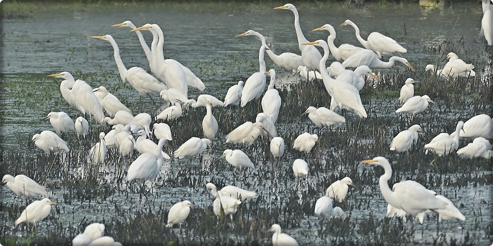 Great Egrets with chicks