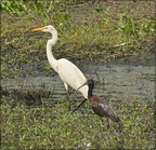 Great Egret (and Glossy Ibis)