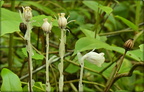 Indian Pipe