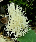 Crested Coral