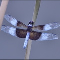 Widow Skimmer (male)
