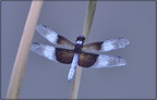 Widow Skimmer (male)