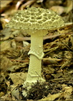 Grey-Spotted Amanita