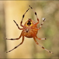 Unidentified Spider