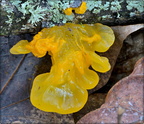 Jelly and Miscellaneous Fungi