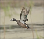 Blue-winged teal (male)