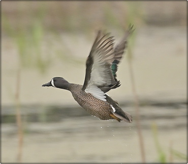 Blue-winged teal (male)