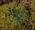 Mosses