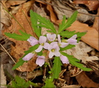 Cutleaf toothwort