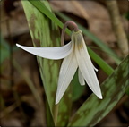 White Trout Lily