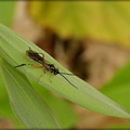 Unidentified (ichneumon?) wasp