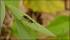 Unidentified (ichneumon?) wasp