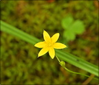 Yellow Star Grass