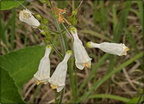 Slender Whiteflower Beardtongue