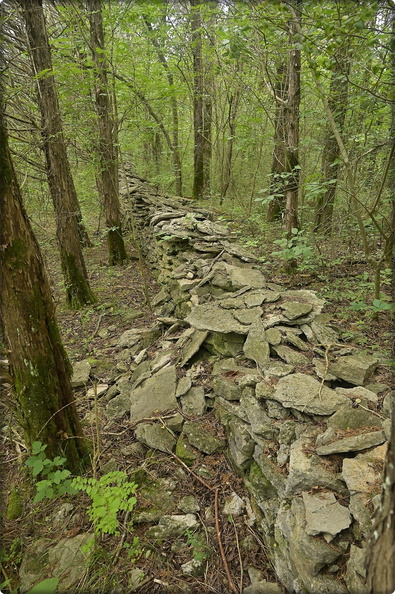 Stone Wall in the Cedar Glades