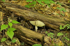Mushroom & Trees