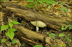 Mushroom & Trees
