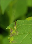 Unknown species (katydid?)