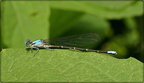 Blue-fronted Dancer (male)