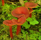 Red Waxycaps