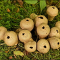 Common Puffballs (puffed}