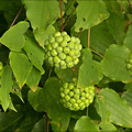 Blue Ridge Carrion Flower Vine (fruiting)