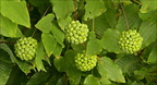 Blue Ridge Carrion Flower Vine (fruiting)