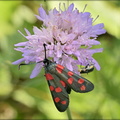 Red Spotted Moth (European)